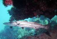 Great day of scuba diving in Key Largo with Rainbow Reef on christmastree cave tropical legend 2021 10 24 r11767 2