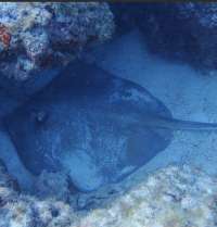 Great day of scuba diving in Key Largo with Rainbow Reef on christmastree cave tropical odyssey 2021 10 09 r11700 3