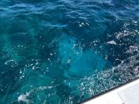 Great day of scuba diving in Key Largo with Rainbow Reef on eagle ray alley tropical serenity 2021 10 04 r11681 1
