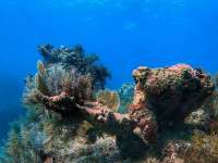 Great day of scuba diving in Key Largo with Rainbow Reef on north star tropical destiny 2021 10 27 r11787 2