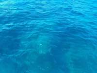Great day of scuba diving in Key Largo with Rainbow Reef on permit ledges tropical legend 2021 10 14 r11729 2