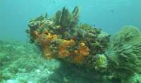 Great day of scuba diving in Key Largo with Rainbow Reef on winch hole tropical odyssey 2021 10 05 r11684 2