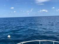 Great day of scuba diving in Key Largo with Rainbow Reef on permit ledges tropical destiny 2021 09 29 r11669 1