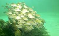 Great day of scuba diving in Key Largo with Rainbow Reef on spiegel grove tropical legend 2021 09 24 r11651 3