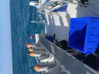 Great day of scuba diving in Key Largo with Rainbow Reef on crf nursery tropical voyager 2022 04 19 r12360 1