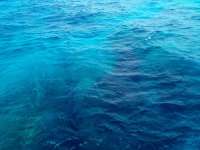 Great day of scuba diving in Key Largo with Rainbow Reef on eagle ray alley tropical destiny 2022 04 03 r12290 1