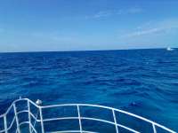 Great day of scuba diving in Key Largo with Rainbow Reef on eagle ray alley tropical destiny 2022 04 03 r12290 2