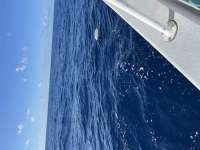 Great day of scuba diving in Key Largo with Rainbow Reef on uscgc duane tropical adventure 2022 04 18 r12354 1