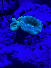 Great day of scuba diving in Key Largo with Rainbow Reef on drift french tropical destiny 2022 08 29 r13102 1