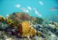 Great day of scuba diving in Key Largo with Rainbow Reef on french reef tropical odyssey 2022 08 26 r13088 3