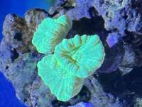 Great day of scuba diving in Key Largo with Rainbow Reef on hole in the wall tropical legend 2022 08 08 r12986 1