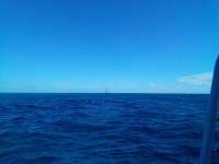 Great day of scuba diving in Key Largo with Rainbow Reef on fire coral cave tropical adventure 2022 02 26 r12144 1
