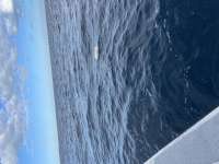 Great day of scuba diving in Key Largo with Rainbow Reef on uscgc bibb tropical odyssey 2022 01 19 r12059 1
