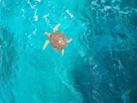 Great day of scuba diving in Key Largo with Rainbow Reef on molasses reef tropical explorer 2022 07 09 r12852 1