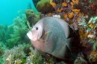 Great day of scuba diving in Key Largo with Rainbow Reef on north dry rocks tropical odyssey 2022 07 24 r12928 2