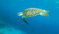 Great day of scuba diving in Key Largo with Rainbow Reef on north dry rocks tropical odyssey 2022 07 24 r12928 3