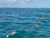 Great day of scuba diving in Key Largo with Rainbow Reef on north star tropical legend 2022 07 19 r12894 3