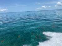 Great day of scuba diving in Key Largo with Rainbow Reef on molasses reef tropical odyssey 2022 06 18 r12705 3