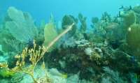 Great day of scuba diving in Key Largo with Rainbow Reef on molasses reef tropical serenity 2022 06 13 r12668 2