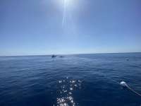 Great day of scuba diving in Key Largo with Rainbow Reef on spiegel grove tropical odyssey 2022 06 18 r12702 2