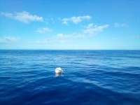 Great day of scuba diving in Key Largo with Rainbow Reef on benwood wreck tropical legend 2022 03 20 r12225 2