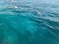 Great day of scuba diving in Key Largo with Rainbow Reef on eagle ray alley tropical legend 2022 11 28 r13357 1