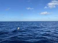 Great day of scuba diving in Key Largo with Rainbow Reef on spiegel grove tropical destiny 2022 11 04 r13304 1