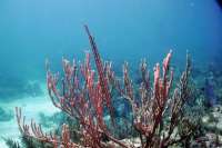 Great day of scuba diving in Key Largo with Rainbow Reef on city of washington tropical destiny 2022 09 05 r13132 1