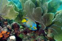 Great day of scuba diving in Key Largo with Rainbow Reef on city of washington tropical destiny 2022 09 05 r13132 2