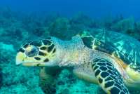 Great day of scuba diving in Key Largo with Rainbow Reef on french reef tropical odyssey 2022 09 03 r13121 2