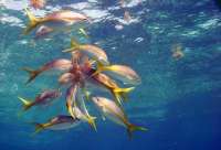 Great day of scuba diving in Key Largo with Rainbow Reef on french reef tropical odyssey 2022 09 03 r13121 3
