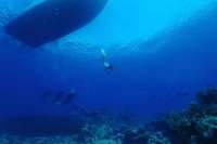 Great day of scuba diving in Key Largo with Rainbow Reef on spiegel grove tropical adventure 2023 04 17 r13752 1