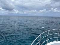 Great day of scuba diving in Key Largo with Rainbow Reef on french twist tropical odyssey 2023 08 19 r14519 1