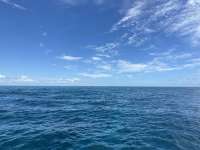 Great day of scuba diving in Key Largo with Rainbow Reef on eagle ray alley tropical odyssey 2023 07 30 r14396 1