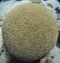 Great day of scuba diving in Key Largo with Rainbow Reef on crf nursery tropical destiny 2023 05 30 r13966 1