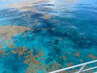 Great day of scuba diving in Key Largo with Rainbow Reef on pickles reef tropical destiny 2023 05 22 r13923 1