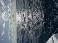 Great day of scuba diving in Key Largo with Rainbow Reef on spiegel grove tropical destiny 2023 10 04 r14699 1