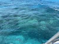 Great day of scuba diving in Key Largo with Rainbow Reef on christ statue tropical legend 2024 04 18 r15439 1