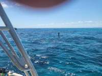 Great day of scuba diving in Key Largo with Rainbow Reef on eagle ray alley tropical legend 2024 04 21 r15470 1