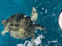 Great day of scuba diving in Key Largo with Rainbow Reef on benwood wreck tropical legend 2024 12 21 r17154 1