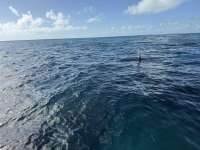 Great day of scuba diving in Key Largo with Rainbow Reef on christ statue tropical legend 2024 12 18 r17125 1
