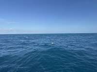 Great day of scuba diving in Key Largo with Rainbow Reef on five caves tropical destiny 2024 12 31 r17230 1