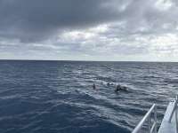 Great day of scuba diving in Key Largo with Rainbow Reef on nine channel tropical serenity 2024 12 22 r17160 1