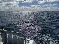Great day of scuba diving in Key Largo with Rainbow Reef on uscgc duane tropical destiny 2024 02 08 r15102 1