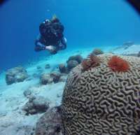 Great day of scuba diving in Key Largo with Rainbow Reef on eagle ray alley tropical destiny 2024 07 16 r16079 2