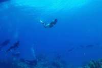 Great day of scuba diving in Key Largo with Rainbow Reef on hole in the wall tropical destiny 2024 07 24 r16147 1
