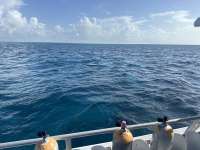 Great day of scuba diving in Key Largo with Rainbow Reef on molasses reef tropical serenity 2024 07 03 r15973 1