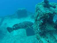 Great day of scuba diving in Key Largo with Rainbow Reef on spiegel grove tropical odyssey 2024 07 31 r16194 1