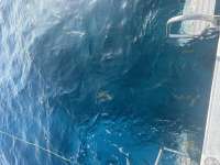 Great day of scuba diving in Key Largo with Rainbow Reef on molasses reef tropical serenity 2024 05 16 r15613 1