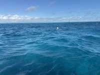 Great day of scuba diving in Key Largo with Rainbow Reef on fire coral cave tropical destiny 2024 11 12 r16867 1